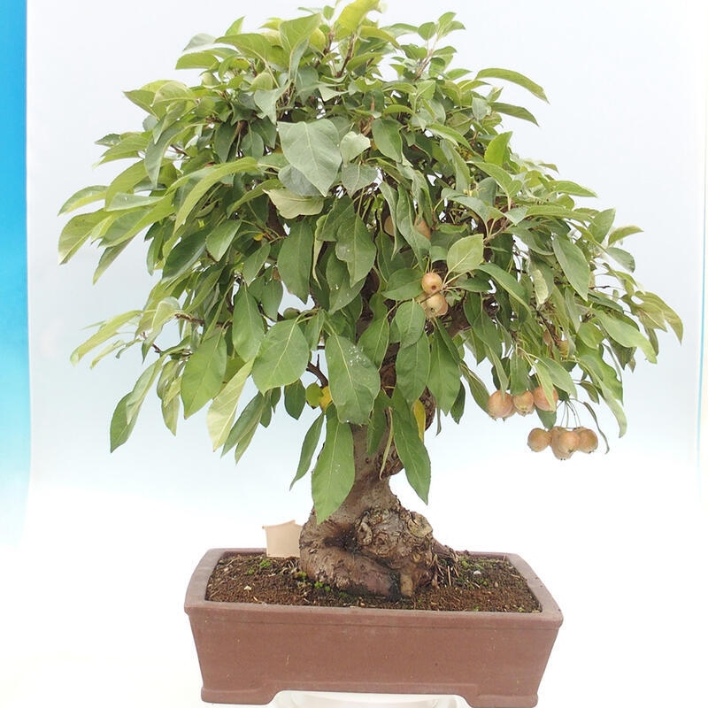 Outdoor bonsai - Malus halliana - Small-fruited apple tree