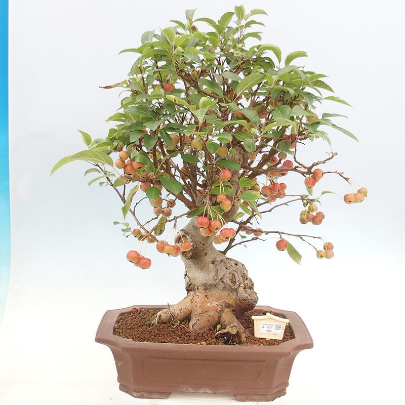 Outdoor bonsai - Malus halliana - Small-fruited apple tree