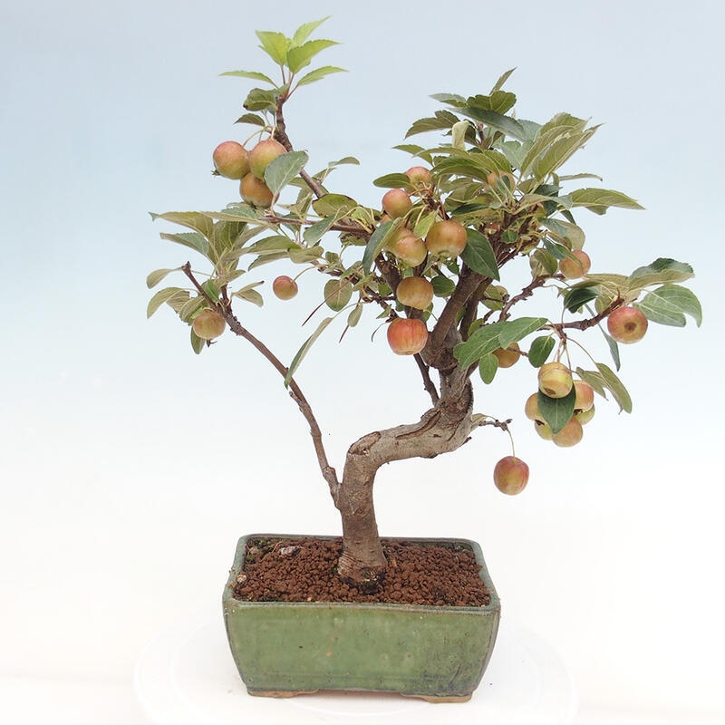 Outdoor bonsai - Malus halliana - Small-fruited apple tree