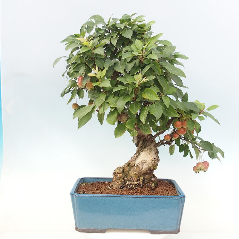 Outdoor bonsai - Malus halliana - Small-fruited apple tree