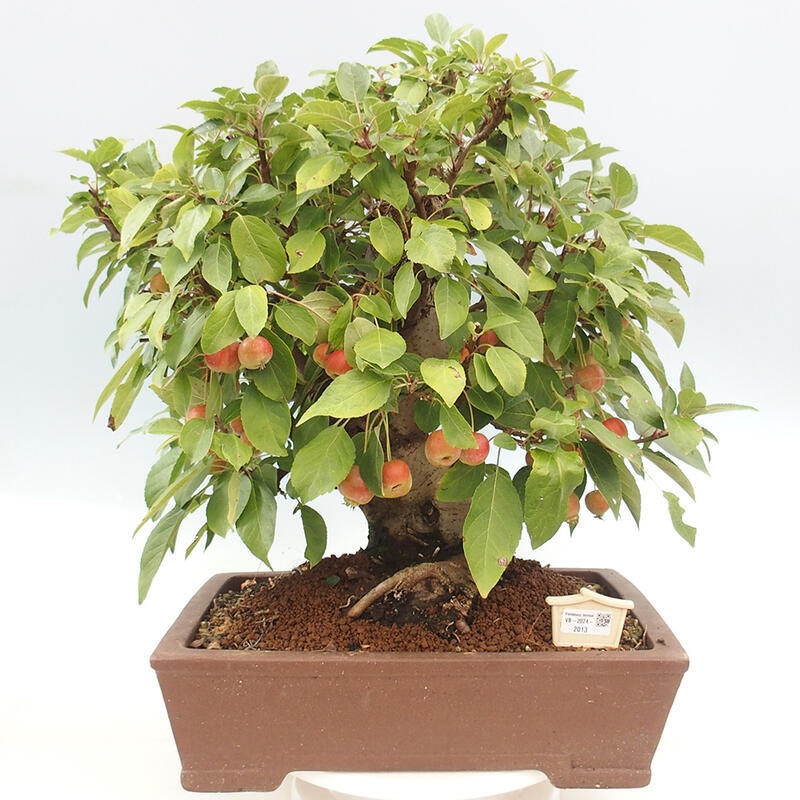 Outdoor bonsai - Malus halliana - Small-fruited apple tree