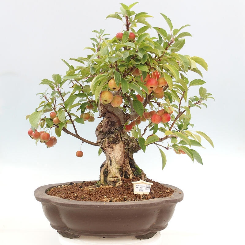 Outdoor bonsai - Malus halliana - Small-fruited apple tree