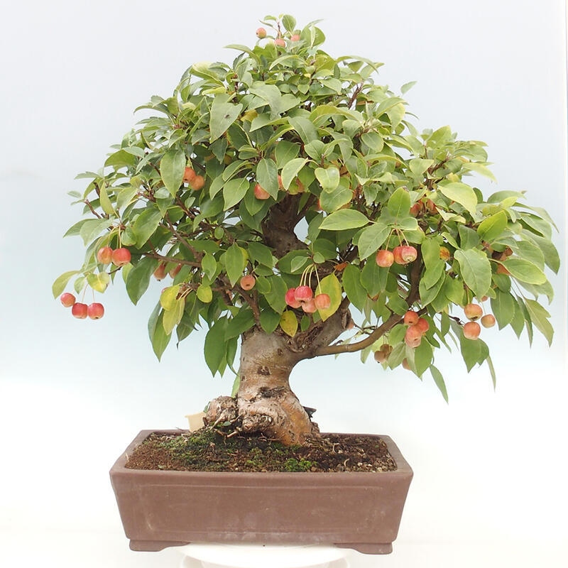 Outdoor bonsai - Malus halliana - Small-fruited apple tree