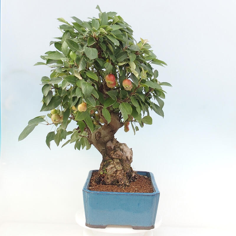 Outdoor bonsai - Malus halliana - Small-fruited apple tree