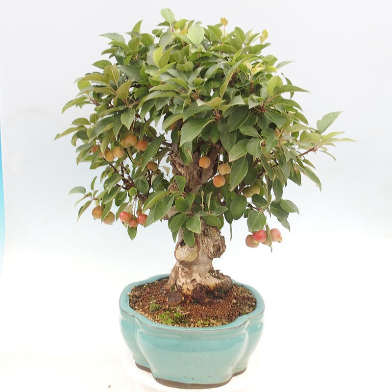 Outdoor bonsai - Malus halliana - Small-fruited apple tree