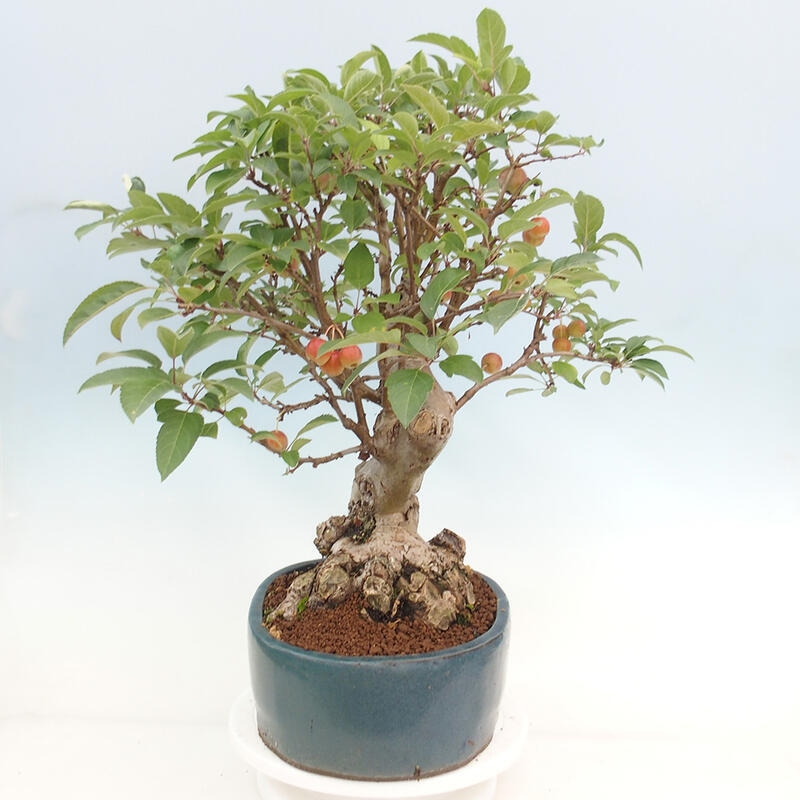 Outdoor bonsai - Malus halliana - Small-fruited apple tree