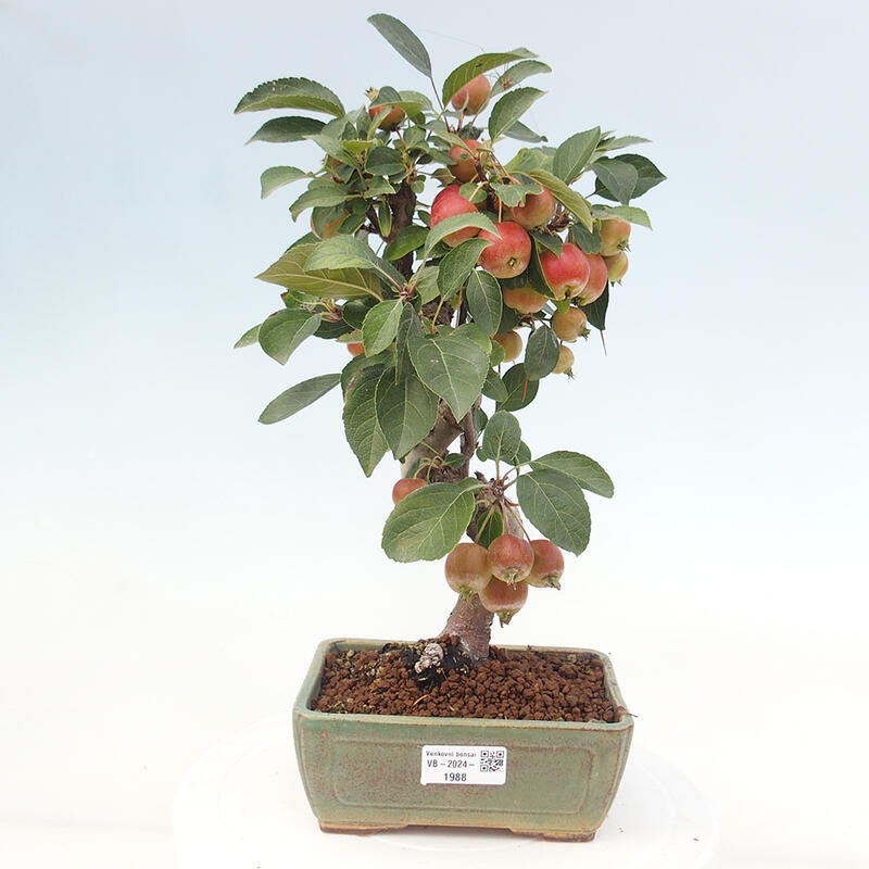 Outdoor bonsai - Malus halliana - Small-fruited apple tree