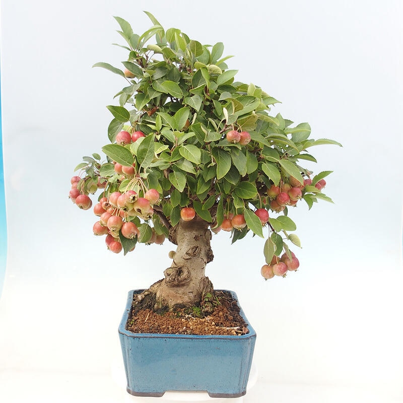 Outdoor bonsai - Malus halliana - Small-fruited apple tree