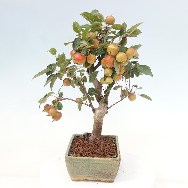 Outdoor bonsai - Malus halliana - Small-fruited apple tree