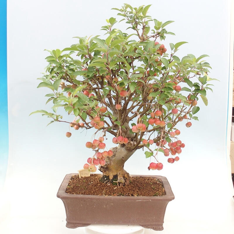 Outdoor bonsai - Malus halliana - Small-fruited apple tree