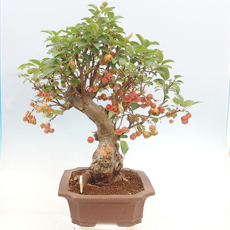 Outdoor bonsai - Malus halliana - Small-fruited apple tree