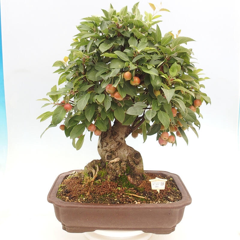 Outdoor bonsai - Malus halliana - Small-fruited apple tree