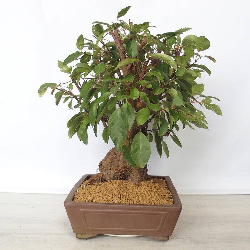 Outdoor bonsai -Malus Halliana - fruited apple