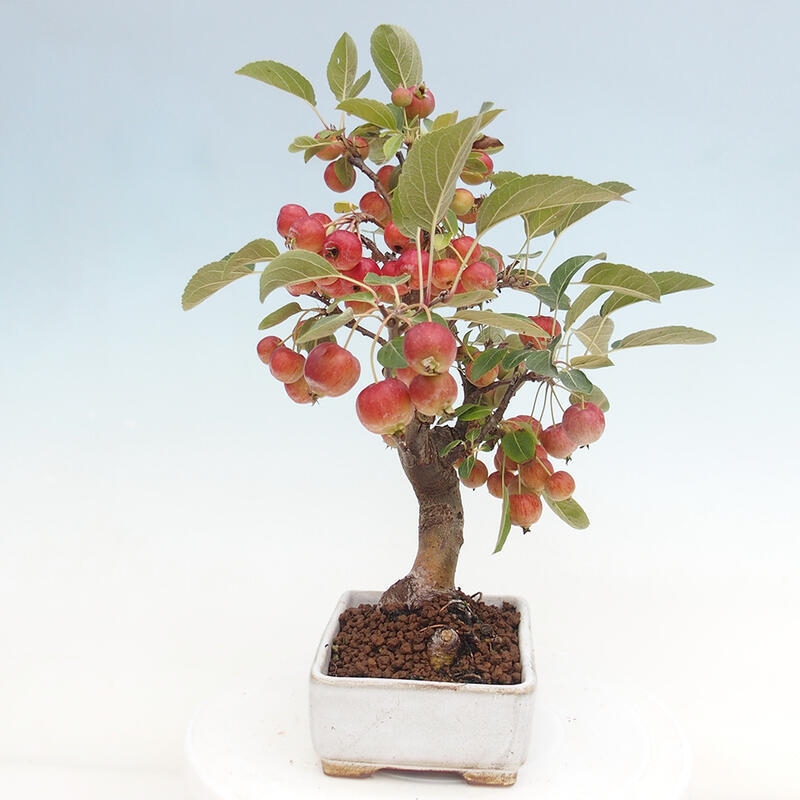 Outdoor bonsai - Malus halliana - Small-fruited apple tree