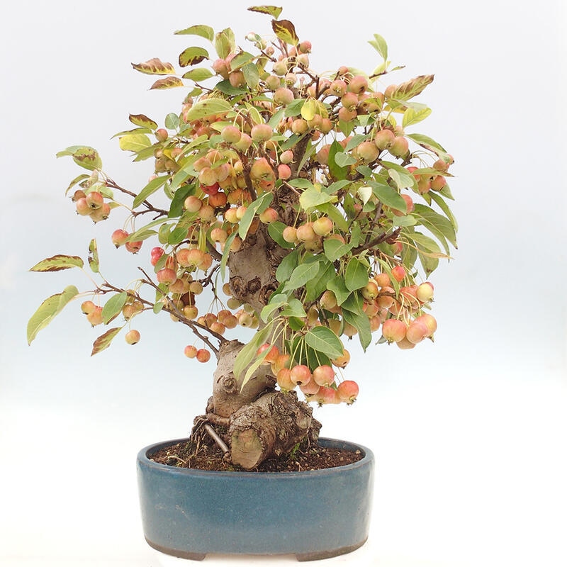 Outdoor bonsai - Malus halliana - Small-fruited apple tree