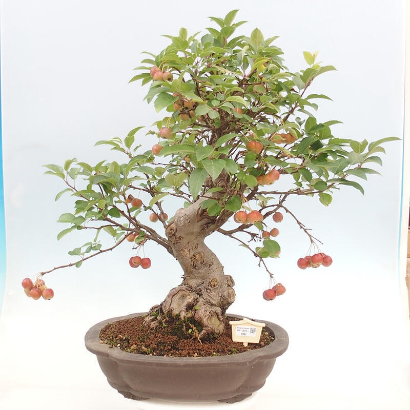 Outdoor bonsai - Malus halliana - Small-fruited apple tree