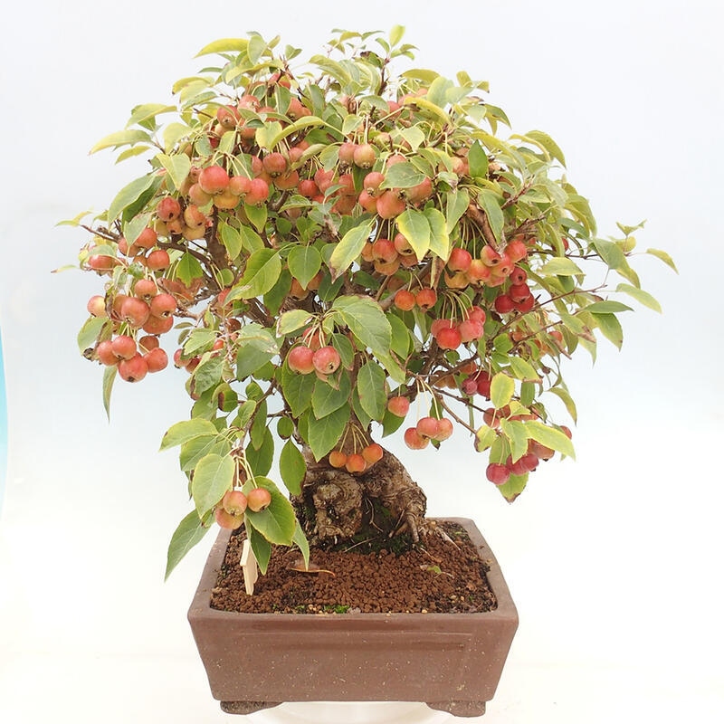 Outdoor bonsai - Malus halliana - Small-fruited apple tree