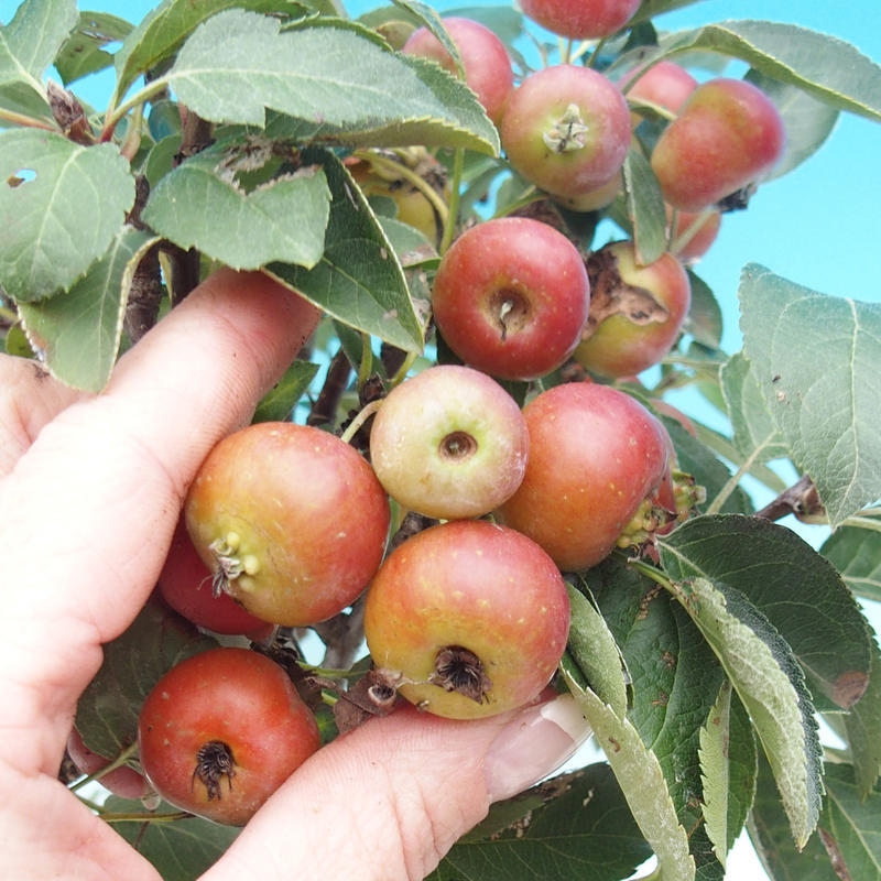 Outdoor bonsai - Malus halliana - Small-fruited apple tree