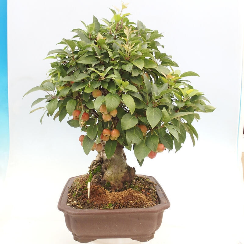 Outdoor bonsai - Malus halliana - Small-fruited apple tree