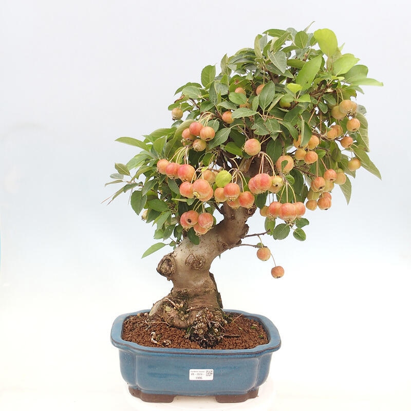 Outdoor bonsai - Malus halliana - Small-fruited apple tree