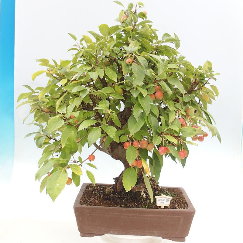 Outdoor bonsai - Malus halliana - Small-fruited apple tree