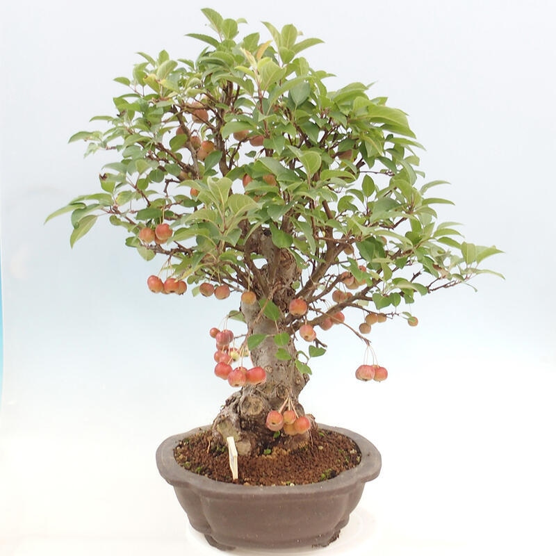 Outdoor bonsai - Malus halliana - Small-fruited apple tree