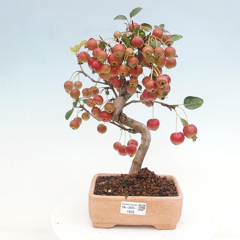 Outdoor bonsai - Malus halliana - Small-fruited apple tree