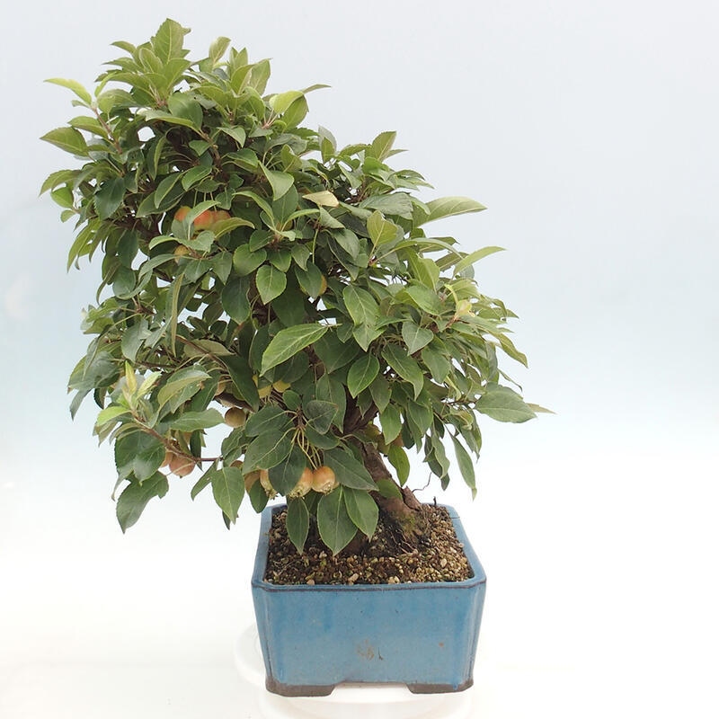 Outdoor bonsai - Malus halliana - Small-fruited apple tree