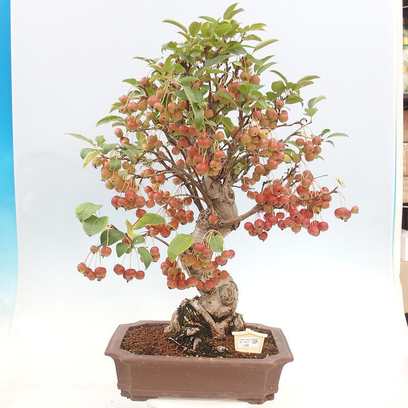 Outdoor bonsai - Malus halliana - Small-fruited apple tree