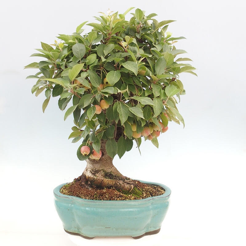 Outdoor bonsai - Malus halliana - Small-fruited apple tree