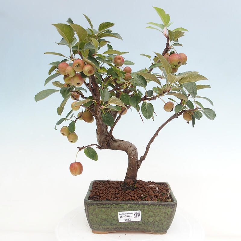 Outdoor bonsai - Malus halliana - Small-fruited apple tree