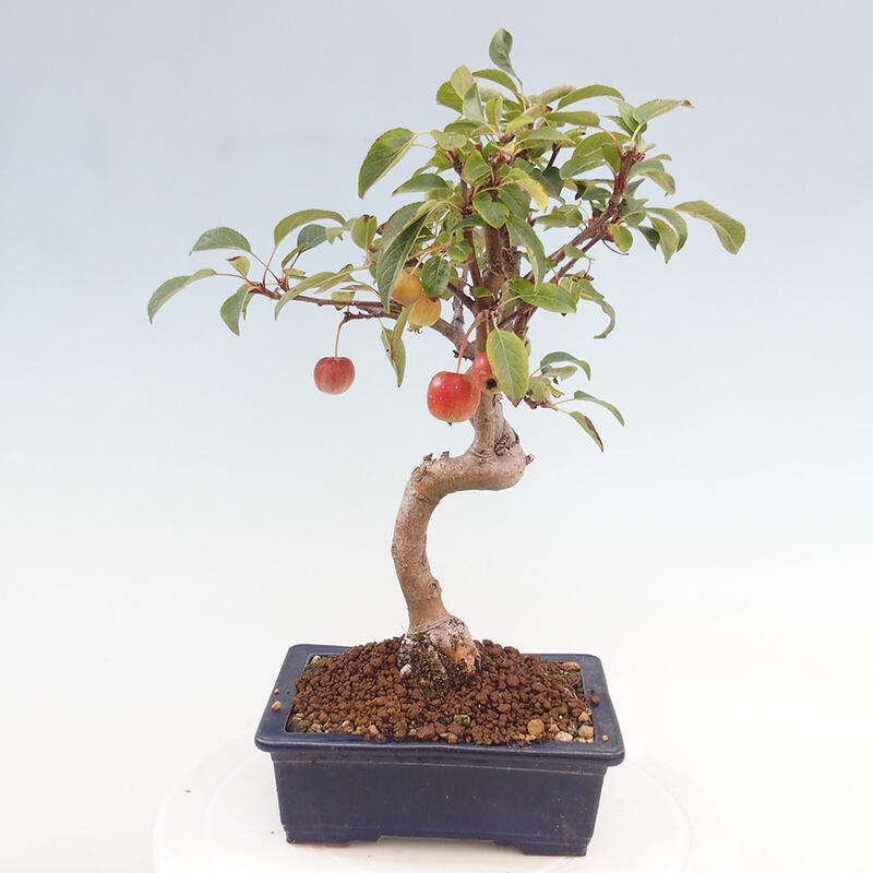 Outdoor bonsai - Malus halliana - Small-fruited apple tree