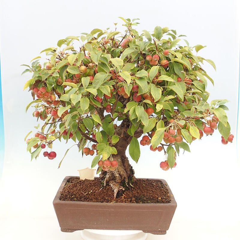 Outdoor bonsai - Malus halliana - Small-fruited apple tree