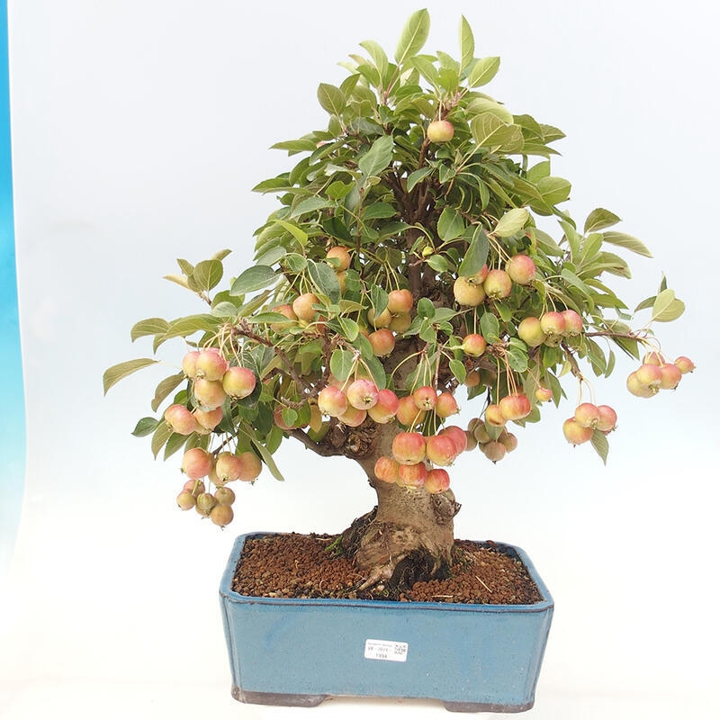 Outdoor bonsai - Malus halliana - Small-fruited apple tree