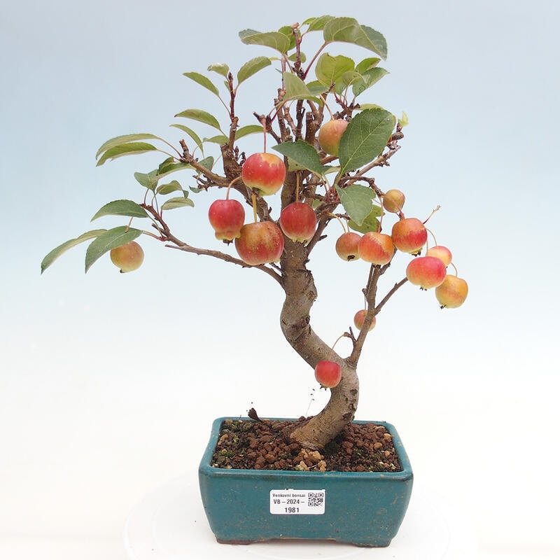 Outdoor bonsai - Malus halliana - Small-fruited apple tree