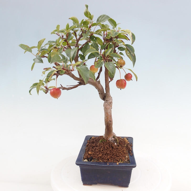 Outdoor bonsai - Malus halliana - Small-fruited apple tree