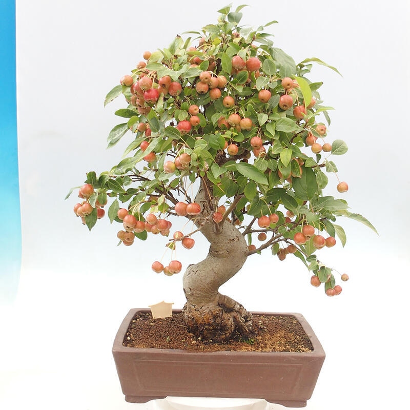 Outdoor bonsai - Malus halliana - Small-fruited apple tree