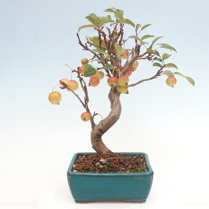 Outdoor bonsai - Malus halliana - Small-fruited apple tree