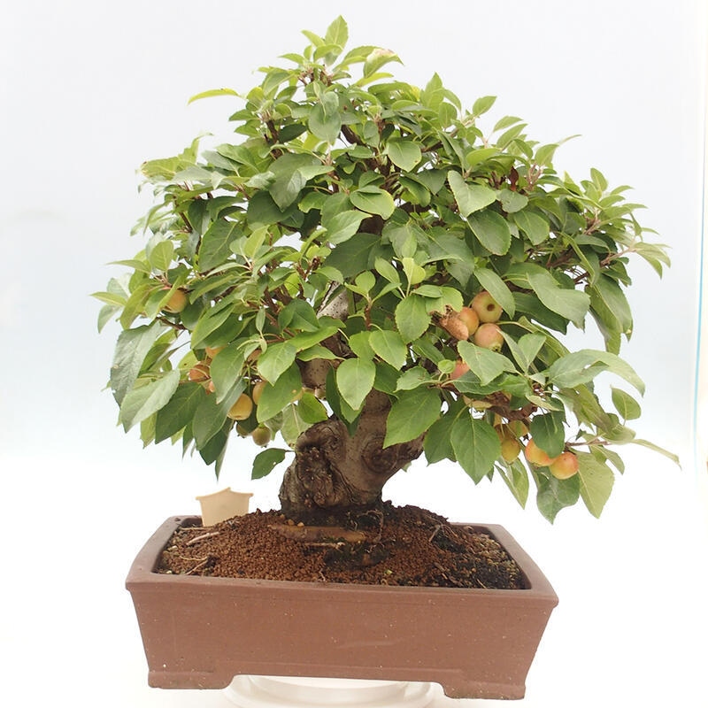 Outdoor bonsai - Malus halliana - Small-fruited apple tree