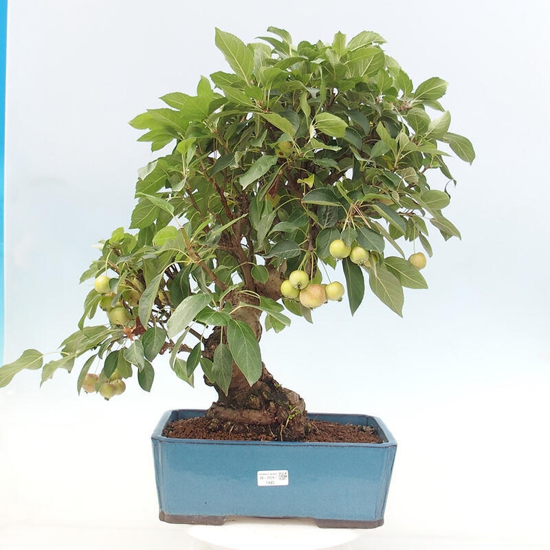 Outdoor bonsai - Malus halliana - Small-fruited apple tree