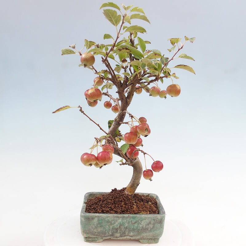 Outdoor bonsai - Malus halliana - Small-fruited apple tree