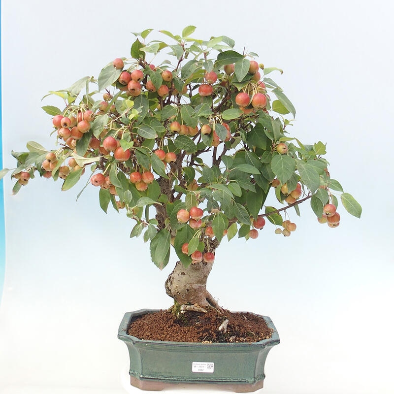 Outdoor bonsai - Malus halliana - Small-fruited apple tree