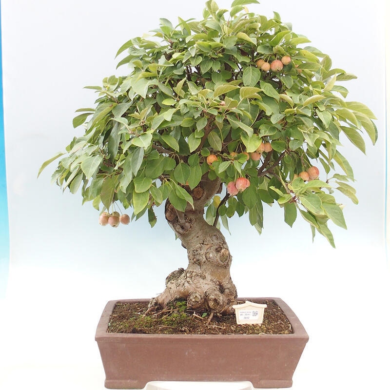 Outdoor bonsai - Malus halliana - Small-fruited apple tree