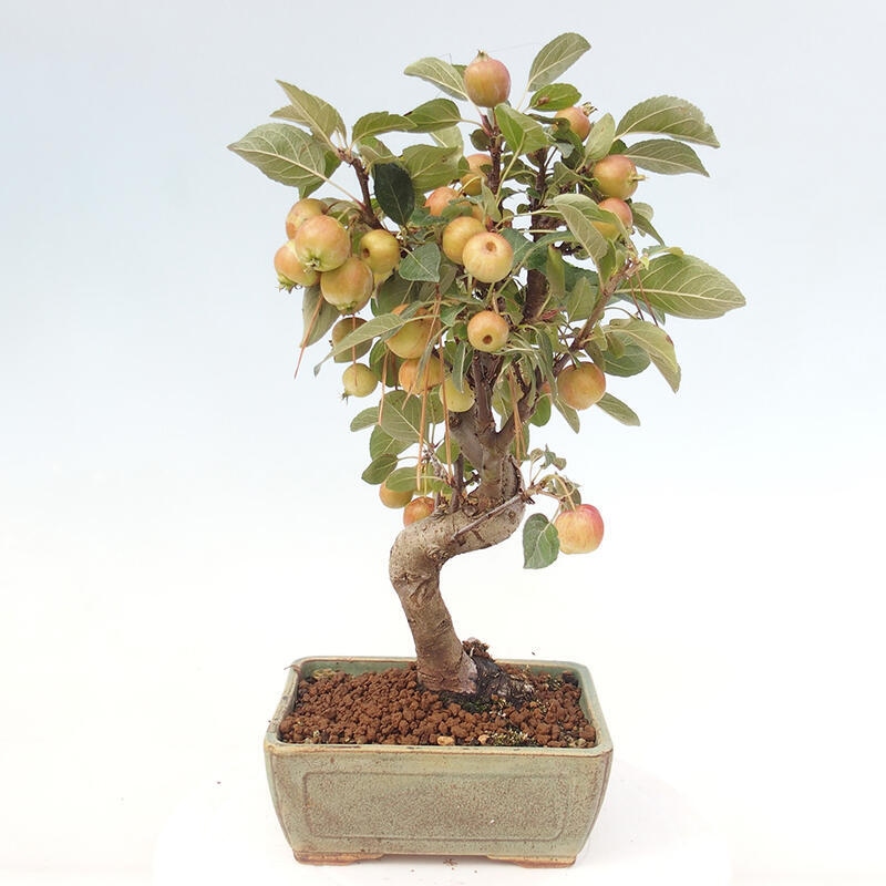 Outdoor bonsai - Malus halliana - Small-fruited apple tree