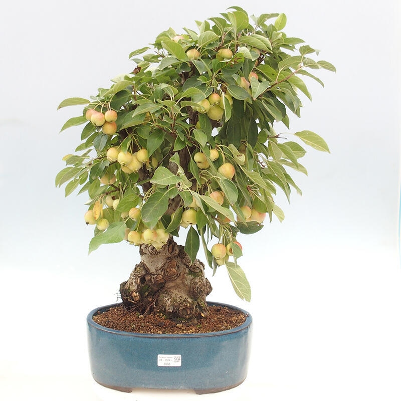 Outdoor bonsai - Malus halliana - Small-fruited apple tree