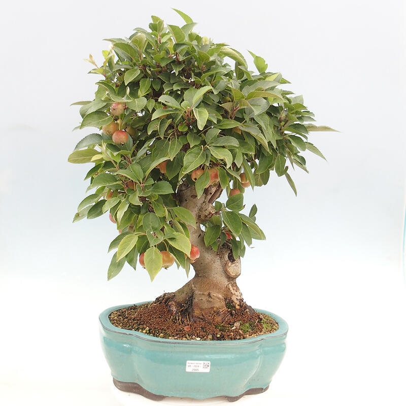 Outdoor bonsai - Malus halliana - Small-fruited apple tree