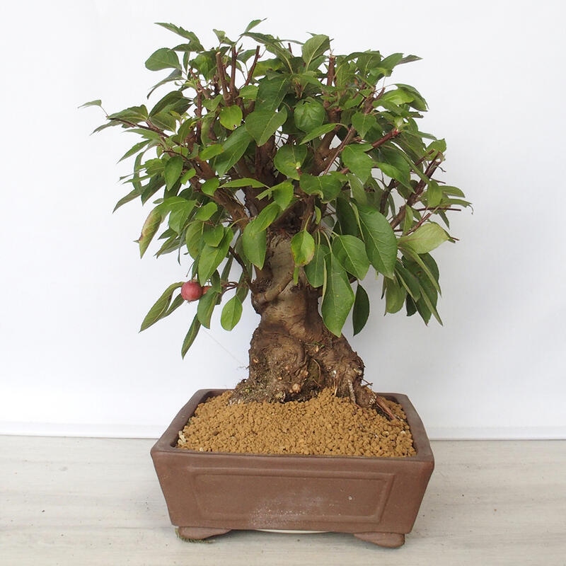 Outdoor bonsai -Malus Halliana - fruited apple