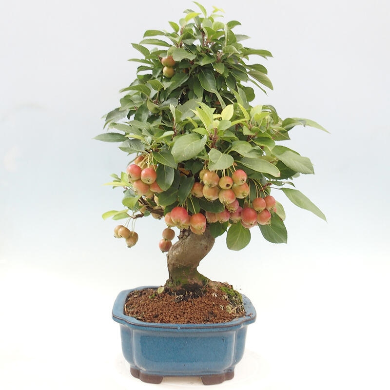 Outdoor bonsai - Malus halliana - Small-fruited apple tree