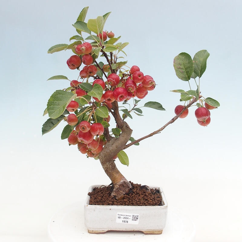 Outdoor bonsai - Malus halliana - Small-fruited apple tree