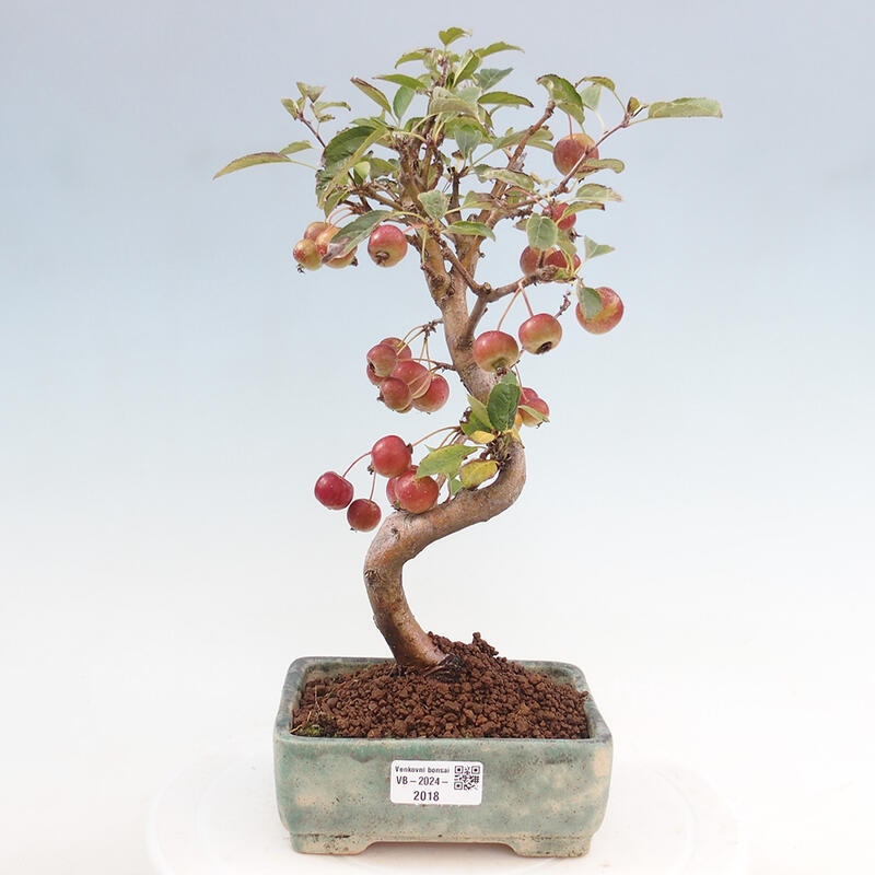 Outdoor bonsai - Malus halliana - Small-fruited apple tree